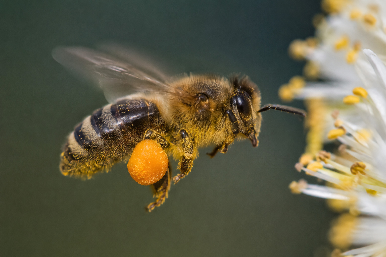 Polen de abeja: beneficios y contraindicaciones